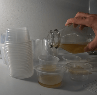 pouring agar into ketchup cups in a still air box