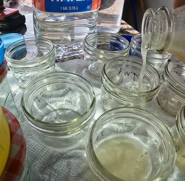 pouring agar into small mason jars for no pour agar tek