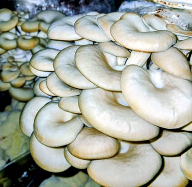 oyster mushrooms growing in a apartment