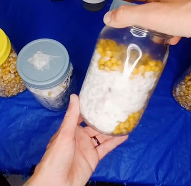 Mushroom grain jar at 30 percent colonization ready for the break and shake technique