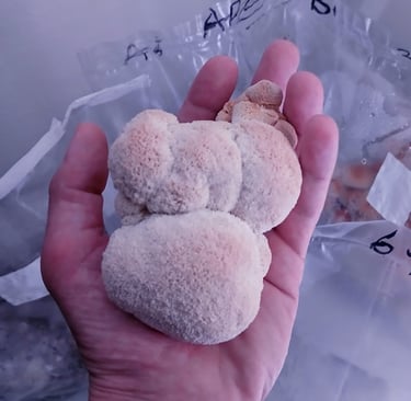 lions mane mushroom