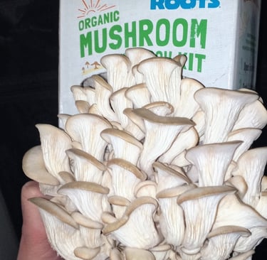 mushroom grow kit that is a little dry from low humidity