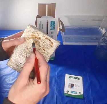 Cutting a x into a grow kit fruting block