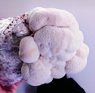 Lions mane side fruiting from grow block