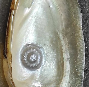 "Approx 10mm white spiral flower-shaped pearl with nucleus–oyster gem for luxury jewelry-Fit for export"