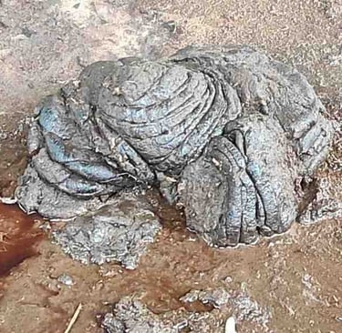 Fresh desi cow dung used as natural organic fertilizer in rural India