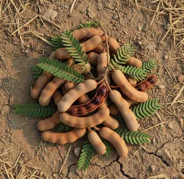 “Top view of selected whole tamarind pods for export packaging”
