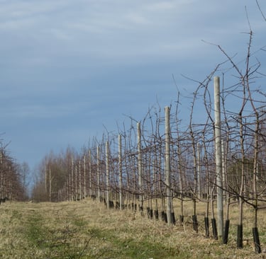 Aianõuniku tüvekeskne lõikus tootmisaias, kandev viljapuuaed, mugav korjata, valgusküllane, suur kvaliteetne saak.