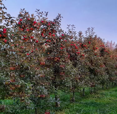 Tüvekeskne lõikusviis. Mugav, kiire korjata, suur kvaliteetne saak.