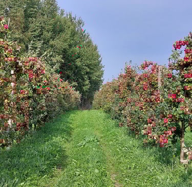 Oleme lõiganud tootmisaias puud nii, et tuleks suur ja punapõskne õun. Noor õunaaed.