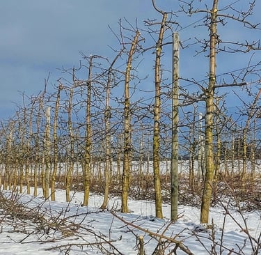 Effektiivne, kiiret korjet võimaldav õunapuu istandus. Aianõunik, õunapuudew lõikamise teenus Tallinnas, Tartus, Pärnus jne.