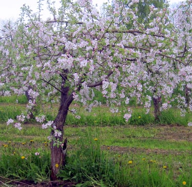 Madalamaks lõigatud vana õunapuu. Vana õunapuu noorendamine