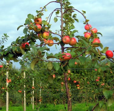 Noore õunapuu kujundamine. Endised poolpüstised kärpimata oksad jäävadki saagi all kandvateks. 