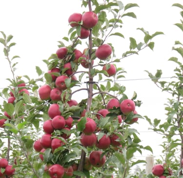 Tüvekeskne õunapuu lõikus. Tootmisaias mugav lihtne kiire korjata