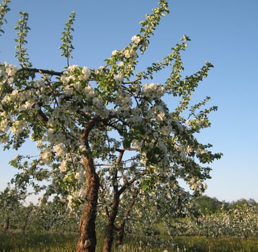 Kalmer Kasvandi lõigatud õunapuu vanemas õunaaias
