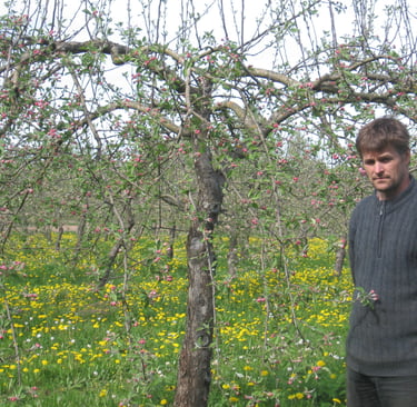 Kalmer Kasvand. Proffessionaalne 25 aastase kogemusega tüvekeskne lõikusstiil. Efektiivne vana õunapuu noorenduslõikus.