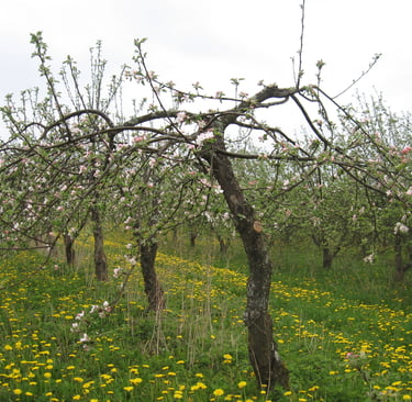 Aianõunik. Kalmer Kasvand. Tüvekeskse lõikusstiili maaletooja. Vana õunapuu noorenduslõikus. Suur saak. Iga aastane kandvus