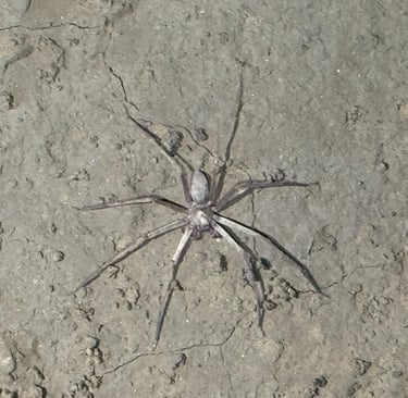 White, blind cave spider found in Hang Son Doong Cave, Vietnam