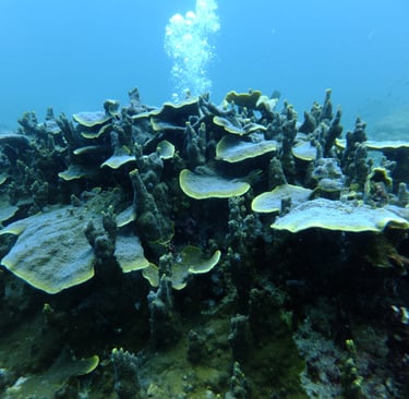 hard coral at the andamen and nicobar islands