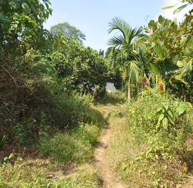 Forest walk to elephant beach, Havelock island, Andaman islands