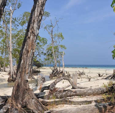 Forest walk to elephant beach, Havelock island, Andaman islands