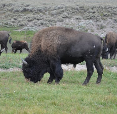 a herd of bison bison grazing in a field in Yellowstone national park