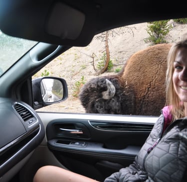a woman in a car with a bison in the background