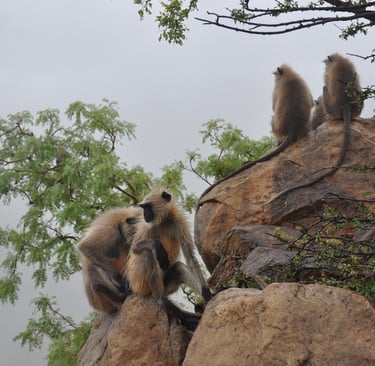 the walk up to the monkeys on the walk up the Savitri Devi temple, Pushkar , Rajasthan, India
