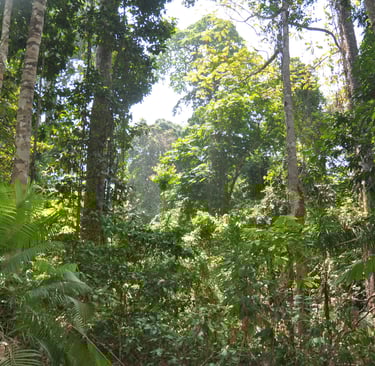 Forest walk to elephant beach, Havelock island, Andaman islands