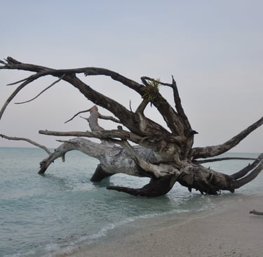 tree wreckage, havelock island, andaman and nicobar islands