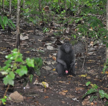 cerested macaque in the Tangkoko Nature Reserve in sulawesi, indonesia
