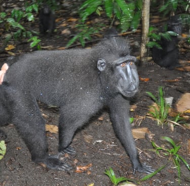 crested macaque in the Tangkoko Nature Reserve in sulawesi, indonesia