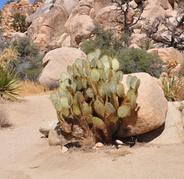 cactus in Joshua Tree National Park