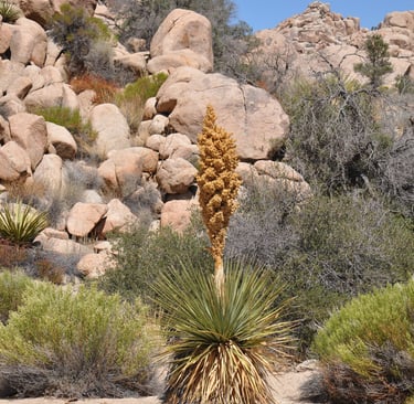 cactus in Joshua Tree National Park