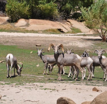 Desert Bighorn Sheep, Joshua Tree National Park