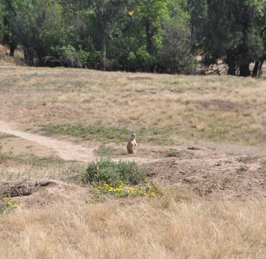 a prairie dog is standing on a dirt road by devils tower