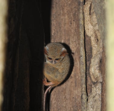 Tarsier in the Tangkoko Nature Reserve in sulawesi, indonesia