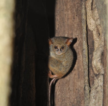 Tarsier hiding in a giant fig tree in the Tangkoko Nature Reserve in sulawesi, indonesia