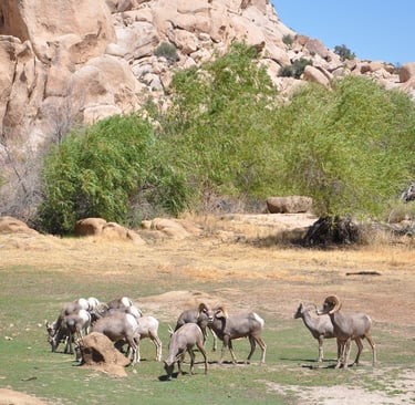 Desert Bighorn Sheep, Joshua Tree National Park