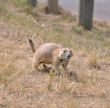 a prairie dog is standing by a road by devils tower