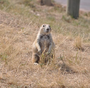 a prairie dog is standing by a road by devils tower