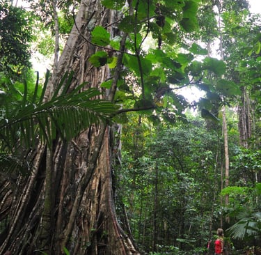 giant fig trees in the Tangkoko Nature Reserve in sulawesi, indonesia