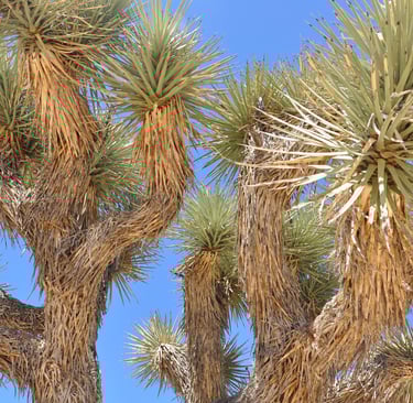 Skull rock trail, Joshua Tree National Park