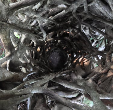inside a strangler vine in the Tangkoko Nature Reserve in sulawesi, indonesia
