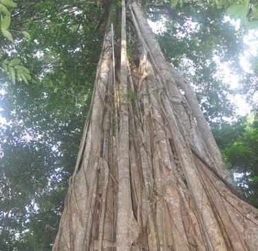 giant fig trees in the Tangkoko Nature Reserve in sulawesi, indonesia