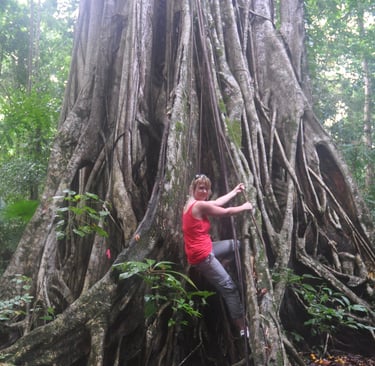 giant fig trees in the Tangkoko Nature Reserve in sulawesi, indonesia