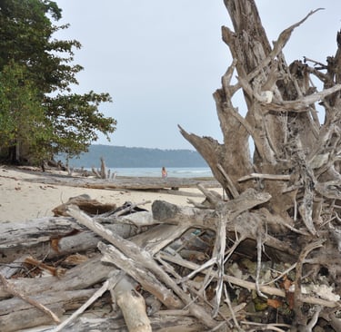 tree wreckage, havelock island, andaman and nicobar islands