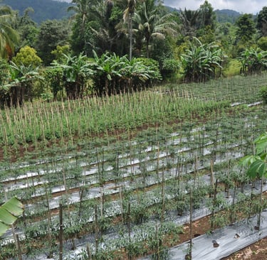 chilli fields, sulawesi, indonesia