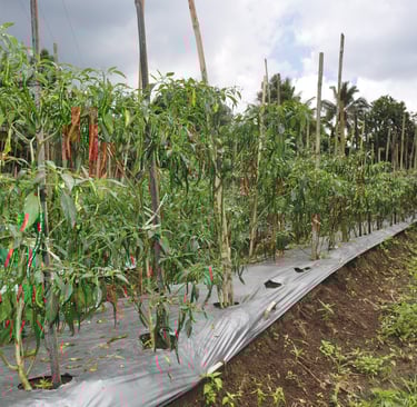 chillies growing in the Minahasa Highlands, sulawesi, indonesia