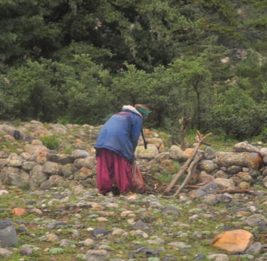 Rakchham Meadow, Sangla,, Himachal Pradesh, India